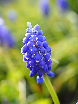 muscari,鲜花,蓝色