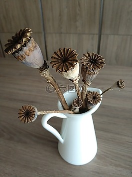干的罌粟花,花瓶,罌粟
