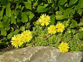 春天,花卉,春天的花朵