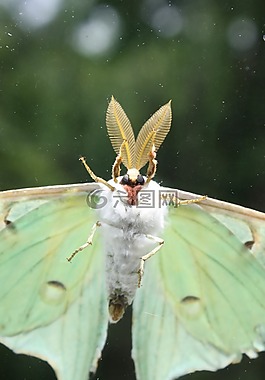 luna 蛾,昆蟲,bug
