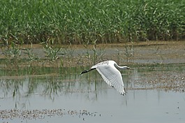 蒼鷺,勺子gaga,白