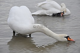天鵝,鳥(niǎo),海