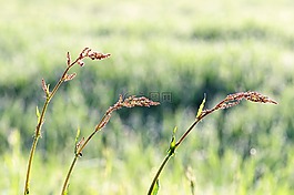 草地,廠,春天
