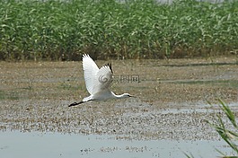 琵鷺,蒼鷺,野生水禽