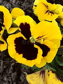 潘茜,花,開花