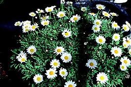 雛菊,白,布什