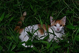 猫,绿色的草地上,花园