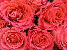 玫瑰,花瓣,愛