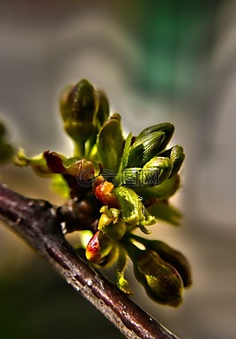 芽,花蕾,花的