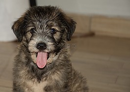 犬,寵物,動(dòng)物界