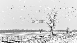 景觀,飛走了,謠言