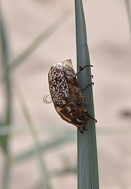 昆蟲,蠕蟲,草的