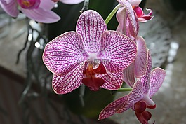 花,蘭花,廠
