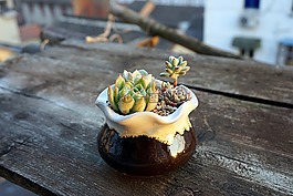 多肉,植物,拼盤