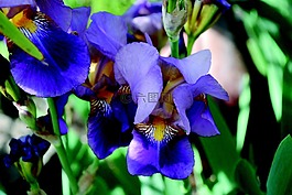 虹膜,花,蓝色