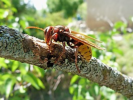 大黃蜂,昆蟲,性質