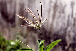 野草,冰,matinho花園