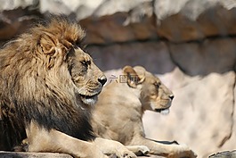 獅子,動物園,大貓