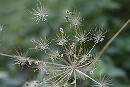 自然,植物區(qū)系,夏天