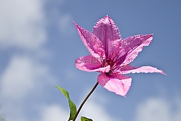 花,自然,植物區(qū)系
