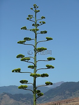 馬德拉,性質(zhì),廠