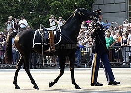 馬,riderless,向后轉(zhuǎn)的靴子