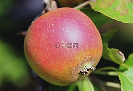 蘋(píng)果,水果,健康