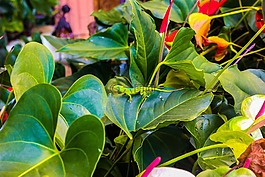 蜥蜴,叢林,自然