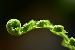 蕨類植物,葉,滾