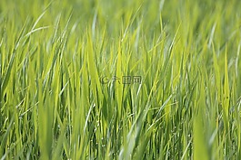 草,草地,關(guān)閉