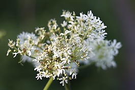 花,自然,植物區(qū)系