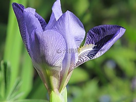 春天,虹膜,開(kāi)花