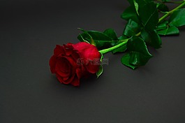 紅色,玫瑰,花