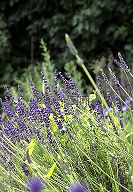 熏衣草,性質(zhì),花