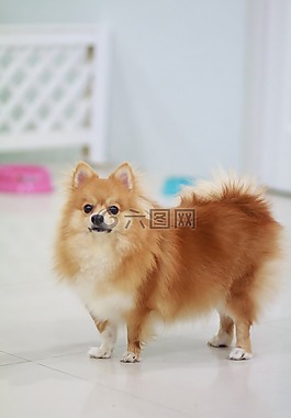 狗,可爱的,littledog