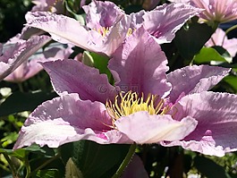 鐵線蓮,盛開,開花