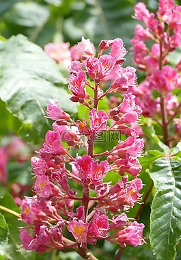 七叶树,开花,蜡烛