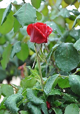 紅玫瑰,花,雨
