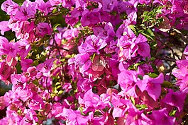 花卉,紫色,春