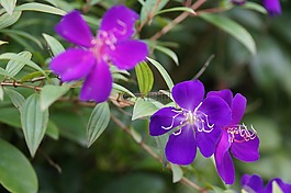 鮮花,花園,紫羅蘭