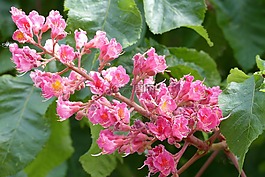 七叶树,开花,蜡烛
