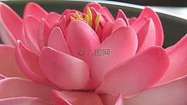 蓮花,自然,植物區(qū)系
