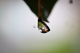 拖放,宏,花園
