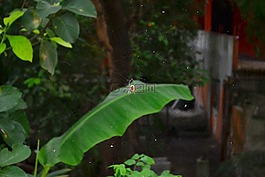 蜘蛛,花園,性質(zhì)