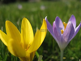 番紅花,春,黃色