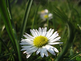 花,雛菊,花的
