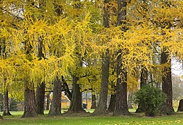 法學院,挪威,落葉松樹