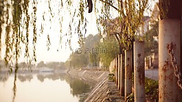 和平,湖,樹