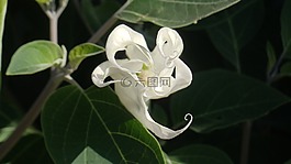 月光花,展開,開花