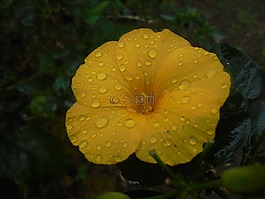 花,德尔托塔,黄色
